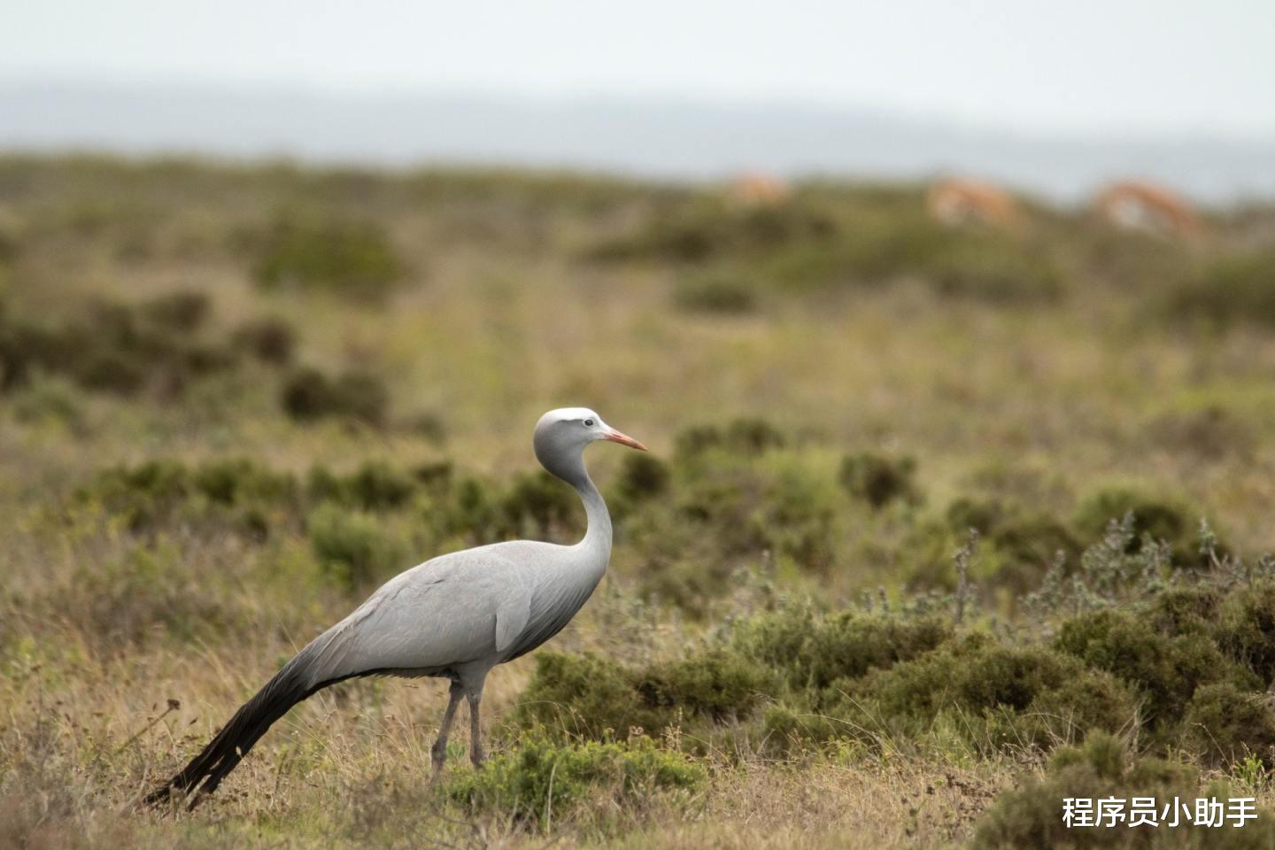 数据库|3分钟短文：书接上回，Laravel数据库迁移的那些个小技巧