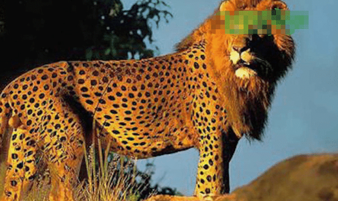 狮子@你记得日本那只''狮豹兽''吗？20年后它变成了这副样子