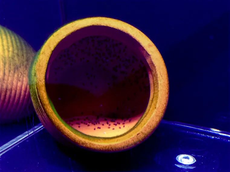 |鱼友故事：养的几条鱼，好不容易配对产卵，为啥又吃回去了