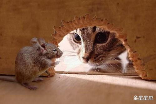 生肖|生肖鼠：最近7天，睡着能笑醒！不得了，天上掉财、地上生金，大富大贵躲不掉