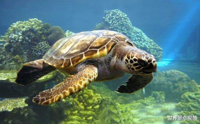 「海龟」海龟最大的天敌，甩都甩不开，龟壳上一旦有了这东西就完蛋了