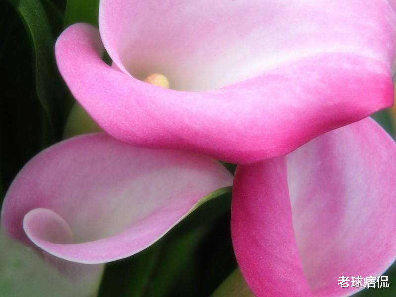 「生肖」6月17号财运大红大紫，3大生肖贵人帮衬，福气进门