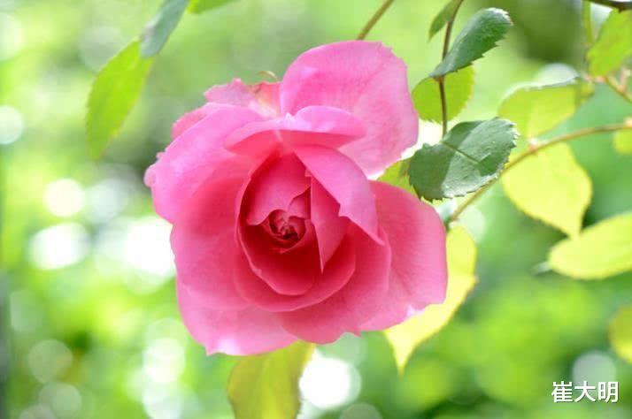 生肖▲6月中旬，财富堆成山，事业大显身手，福气不浅的4大生肖