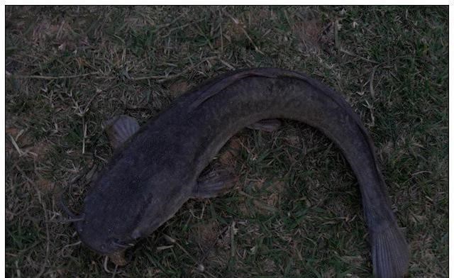 |从科学的角度看，鲶鱼真的最脏的鱼吗？