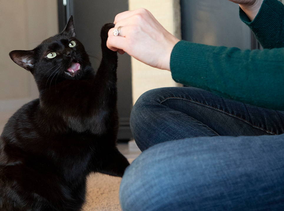 千万别惹会“猫拳”的猫，你会被打，即使你不怂，也别惹这4类猫