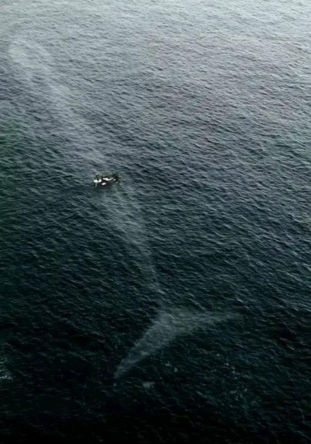 |26张“活久见”神奇照片，我们知道的还是太少了