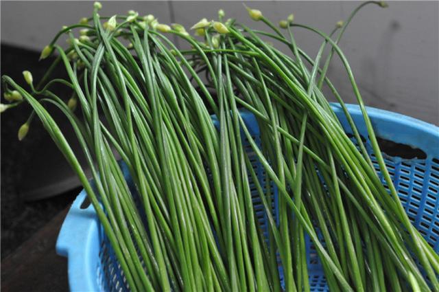 韭菜|中秋前后，遇此菜别手软，放得越久越好吃，配碗米饭，比肉还香！