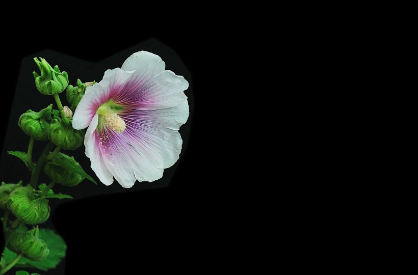 「生肖」7月中旬内,前缘仍在,阳光暖暖,从此十指紧扣的四大生肖