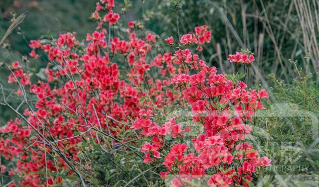 山间娇美的映山红,竞相绽放的红艳花朵非常漂亮,花开自然美丽