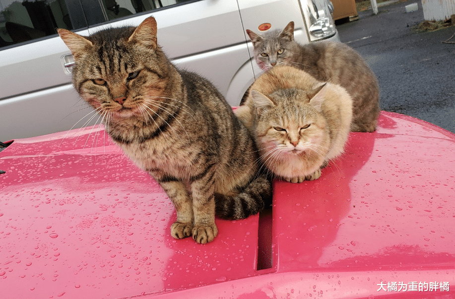 女子的爱车太显眼，橘猫领着一大堆朋友来“蹭车”，还能有吃有喝