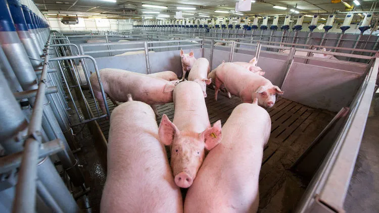 「生猪价格」五月猪价见底，六月开始震荡，那7-8月猪价走势会如何？答案来了！