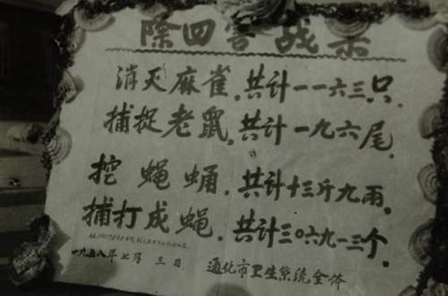 「杭州」曾经和老鼠苍蝇一并称为四害,我们“老家贼”的麻雀现在怎么样了