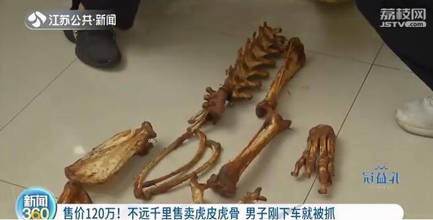 『虎骨』8年没人买的虎皮虎骨120万出手 卖家千里送货却没想到……