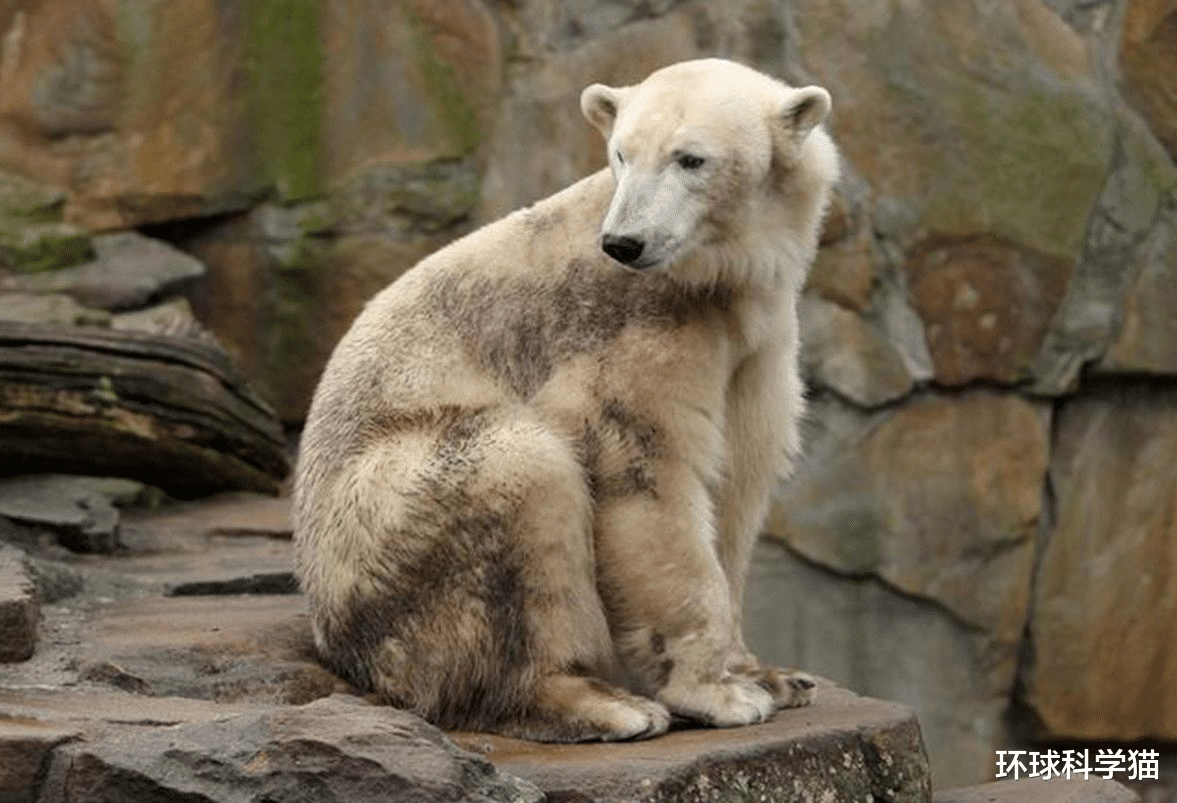 后代|人猿杂交引发争议！你如何看待人类给动物杂交？