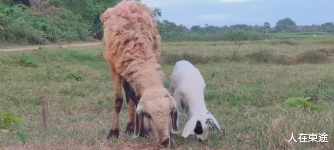 人在柬途 在柬埔寨养绵羊不赚钱？本地养殖户：每头售价300多美元