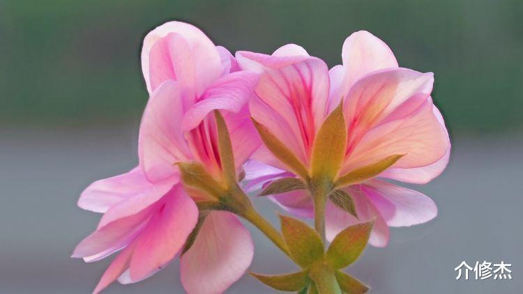 生肖|9月里桃花运爆棚，月老前来送姻缘，一生一世一双人的4大星座