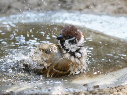 『暴雨』狂风暴雨时候,野外的鸟类是怎么过的?鸟儿:我是谁我在哪