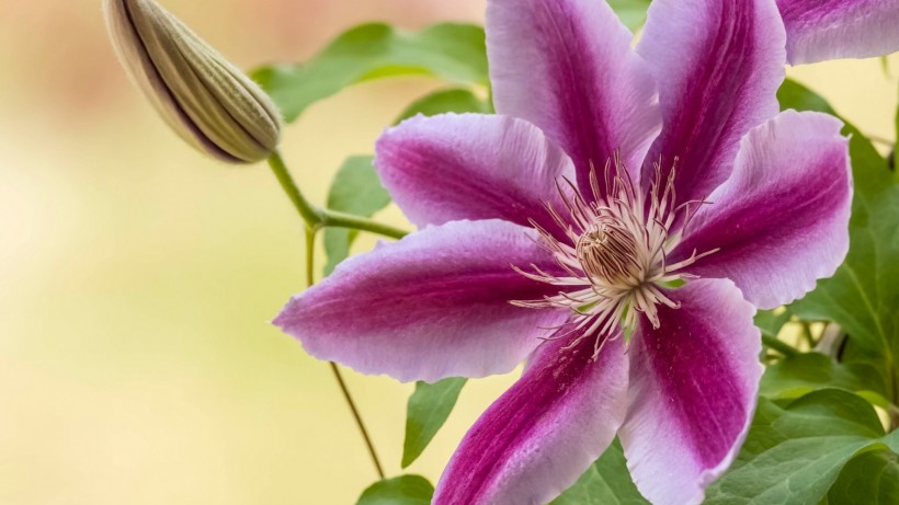 「生肖」7月初，思念不变，情缘不换，4生肖旧爱重续，甜蜜牵手度今生