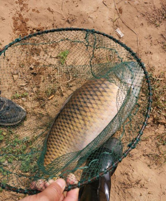 鲤鱼|贵州钓鱼人乌江里钓起“变种鲤鱼”，十多斤重，非常罕见