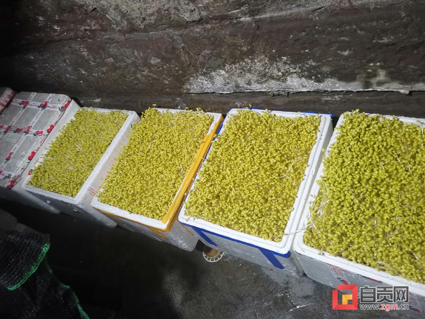 富顺快报 富顺县查处一起涉嫌生产经营不符合食品安全标准的豆芽案