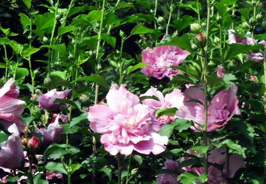 【运势】6月份起鲤鱼跃龙门，4属相运势大红大紫，顺风顺水，日子越来越富