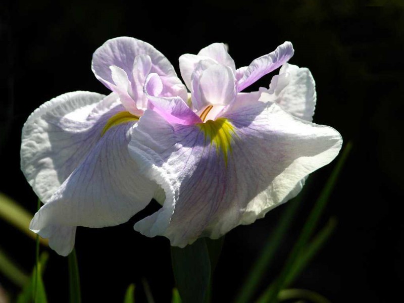 【爱情运】未来十天，跟旧爱纠缠不断，再续前缘，爱情运上上签的四大生肖