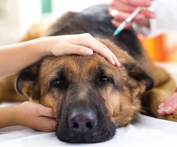 狗狗也会患上癌症，而作为常见癌症的淋巴癌，你对它有多少了解