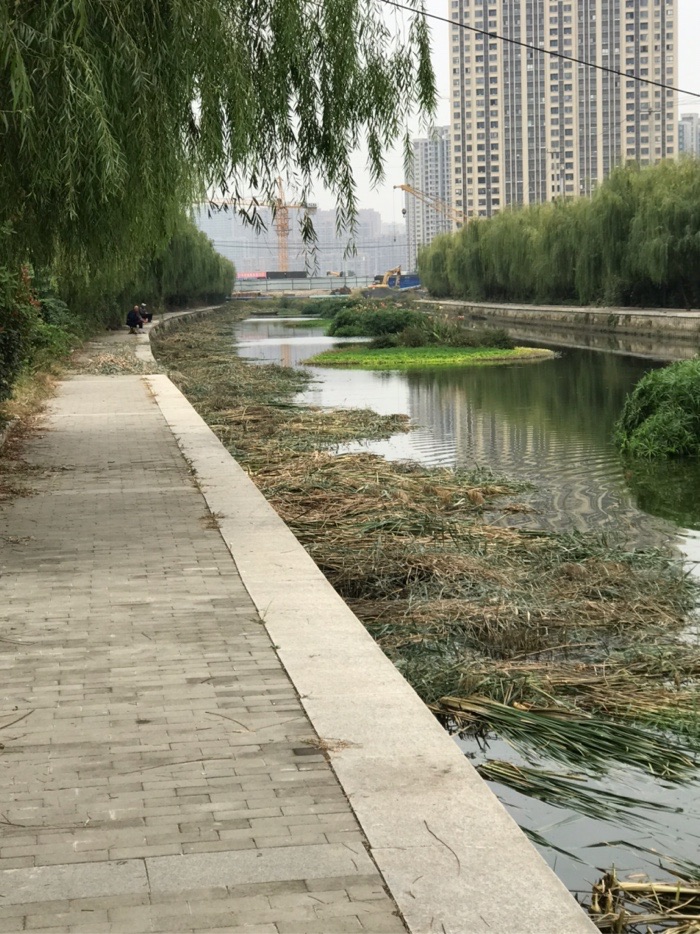 |上午有事没去钓鱼，中午出去钓了一会