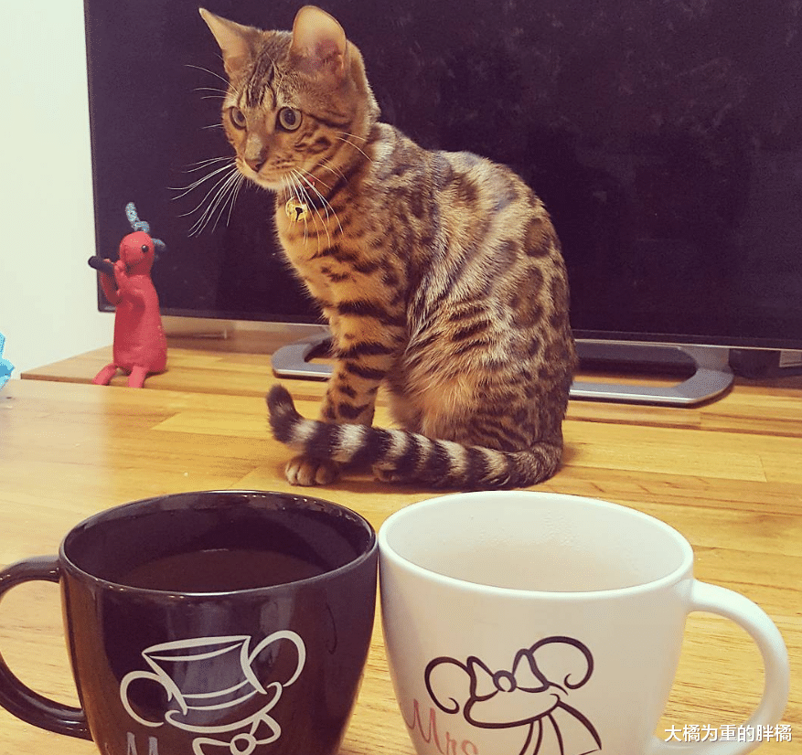 孟加拉猫养了个“小老公”，陪它长大还为它生3只小猫，喵生赢家