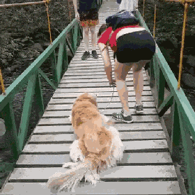 吊桥太高，大狗吓得不敢动，随后女子一个举动，让众人都纷纷鼓掌