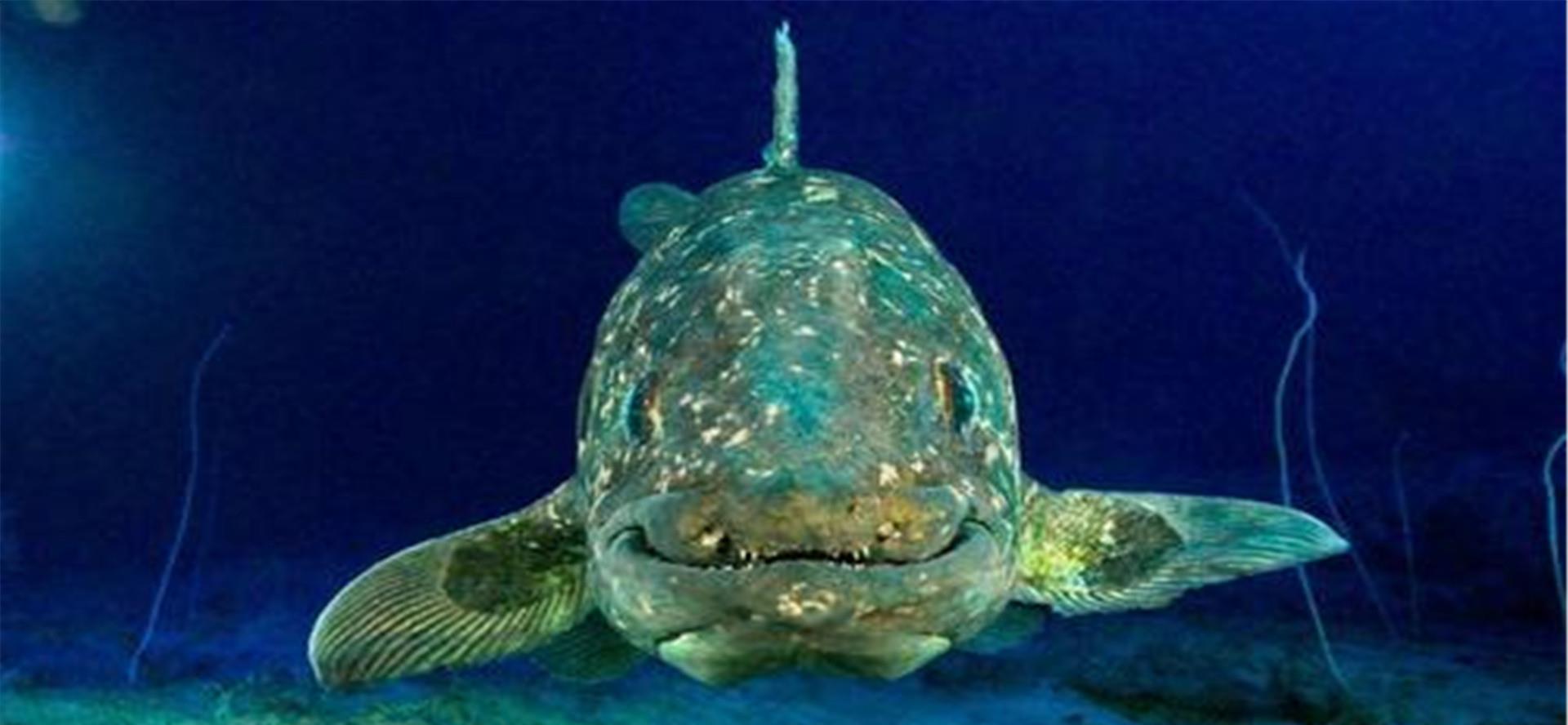 |2020年地球怎么了？已灭绝多年的动物接连出现，难道物种在轮回？