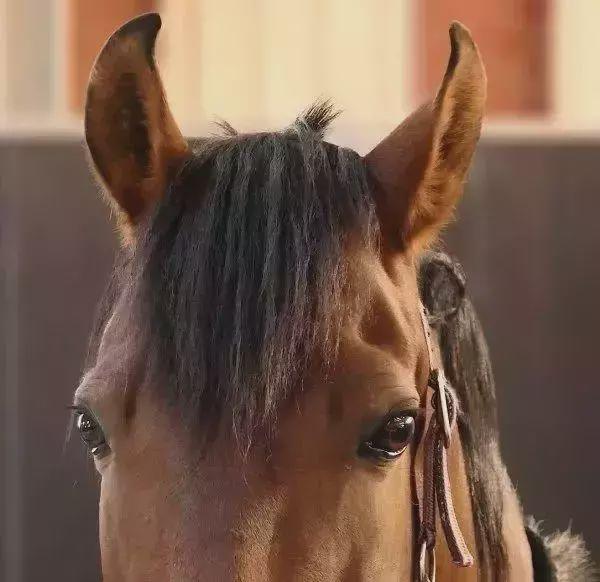 |世上杀人最多的25种动物, 第一名绝对会让你感到意外!