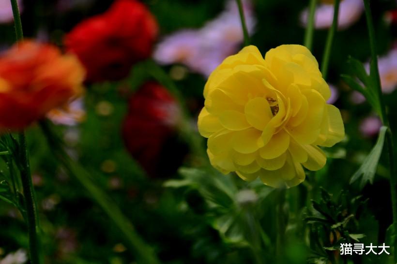 生肖▲7月下旬，鸿雁鸣，喜鹊叫，春风起，情缘来，能邂逅真爱的4生肖