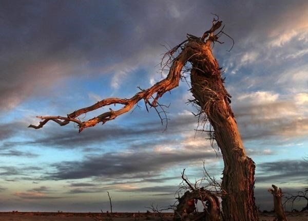干旱|胡杨真的是“千年不枯，枯后千年不倒，倒后千年不腐”吗？