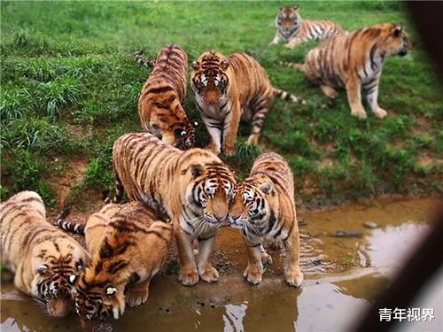 #老虎#如果老虎在地球上消失，人类会受到影响吗？其实远比你想的严重！