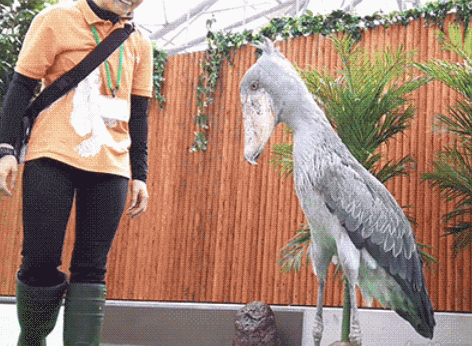 鲸头鹳|鲸头鹳看着笨，蠢萌蠢萌的，它是怎么成为鳄鱼的天敌的呢？