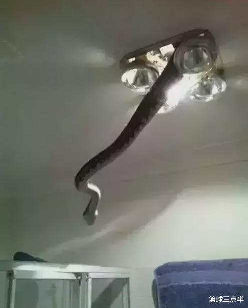 「蟒蛇」澳大利亚真是神奇的地方, 随处可见奇怪又巨大的生物, 很恐怖!