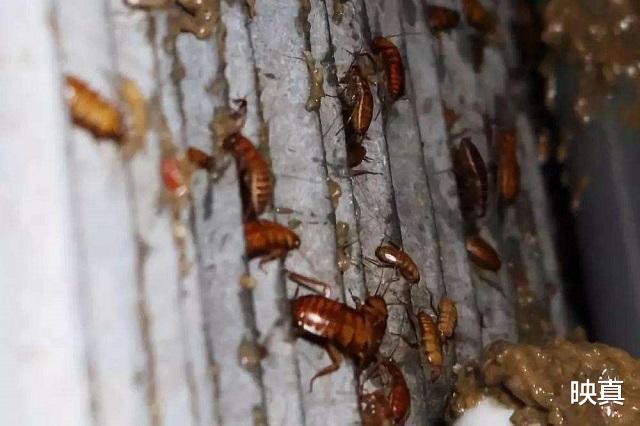 蟑螂:辞掉公务员,靠厨余垃圾养了8亿只蟑螂,如今已是上百亿的生意