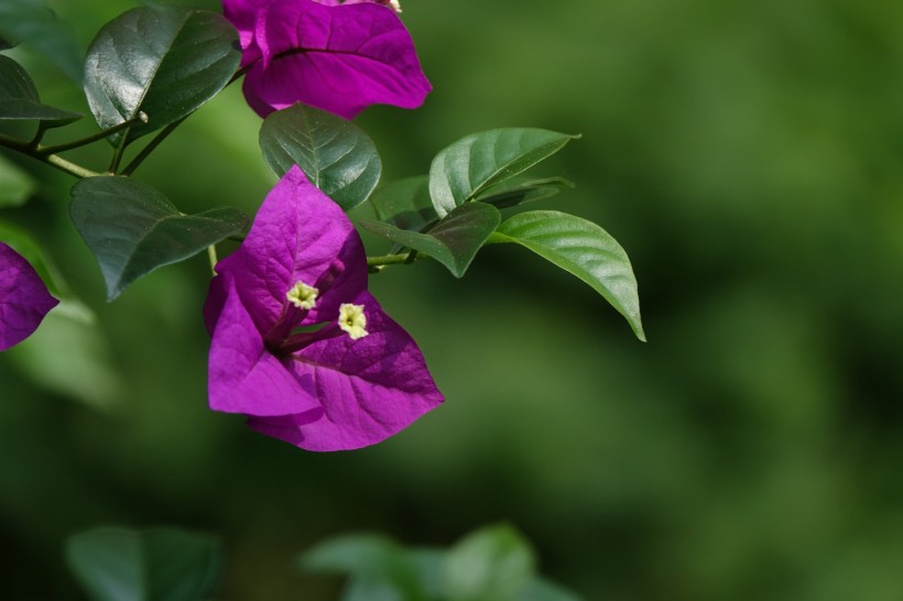 白羊座|8月上旬内，桃花遍地，月老赐福，注定遇到真爱走向幸福的4大星座