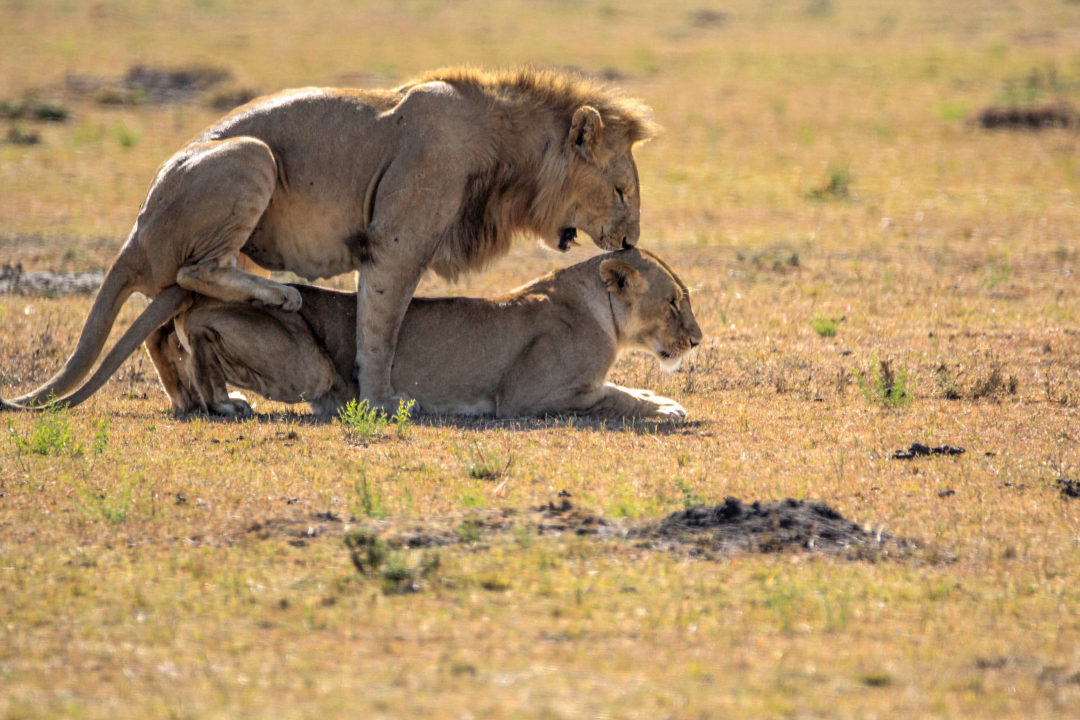 狮子|你知道地球上交配次数最多,时间最长的动物吗?其中1种持续一生