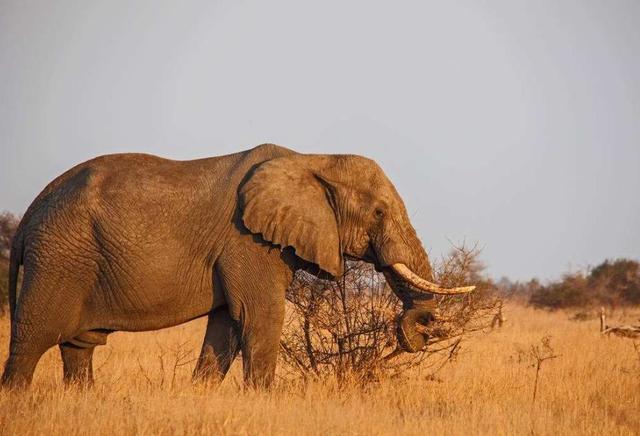 非洲:世界动物之最-高清版(2)