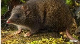 后代|这种动物为交配而生，最长交配时间可达14小时，直到死才会停止