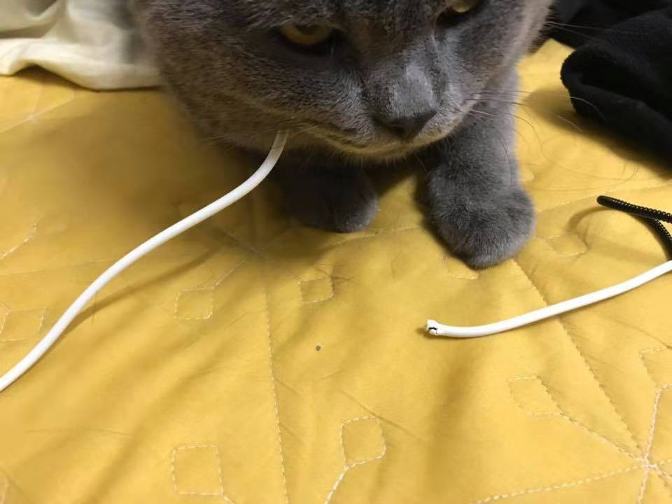 “如果有一天我失联了，一定是我家猫主子的原因”