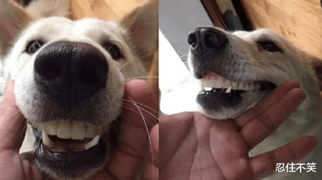 饵料|“奶奶假牙不见了，笑的很开心的狗子有点不对劲”哈哈哈你奶奶在这呢