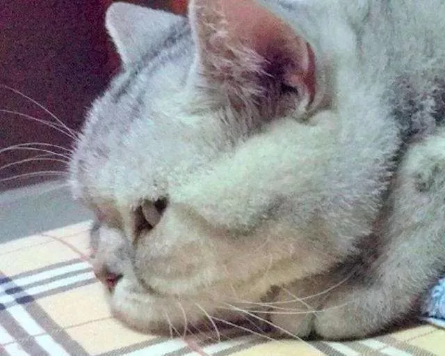 猫咪为什么喜欢捂着脸睡觉？