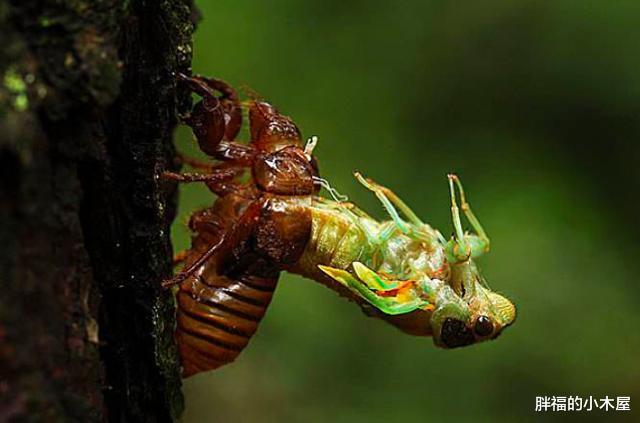 科学家|真菌操控下的“僵尸蝉”：即使腹部没了，繁殖也不停 08-15 20: 14