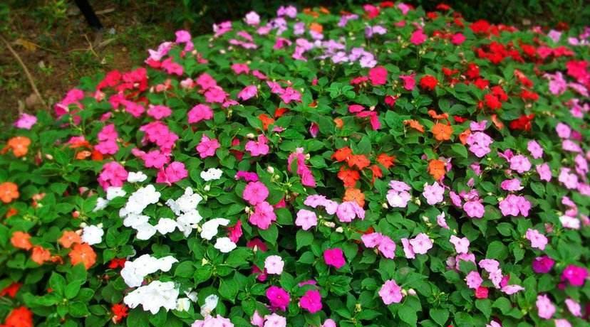 天赐良缘|十月起，天赐良缘，桃花怒放，真情涌动，甜蜜入心，执手余生