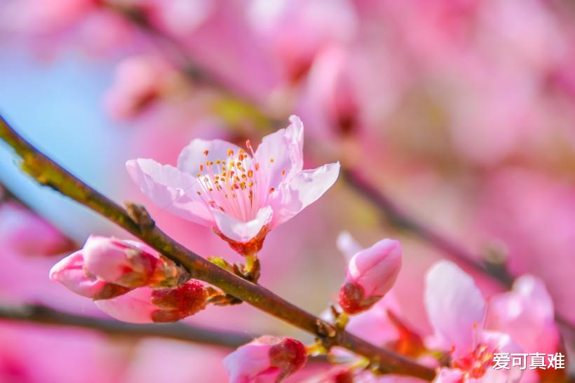 #属鸡#属鸡人的五个贵人，遇到一个就能财源滚滚！