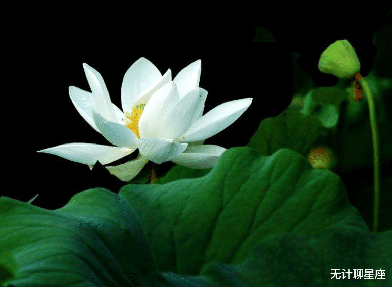 『运势』未来半年内桃花最旺盛的4个星座,魅力大,桃花不期而来