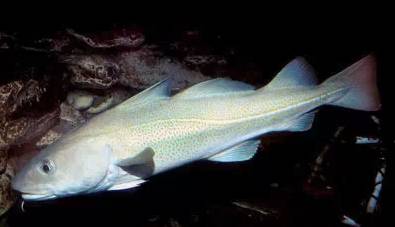 鱿鱼|开海了！这84种海鲜，你都认识吗？